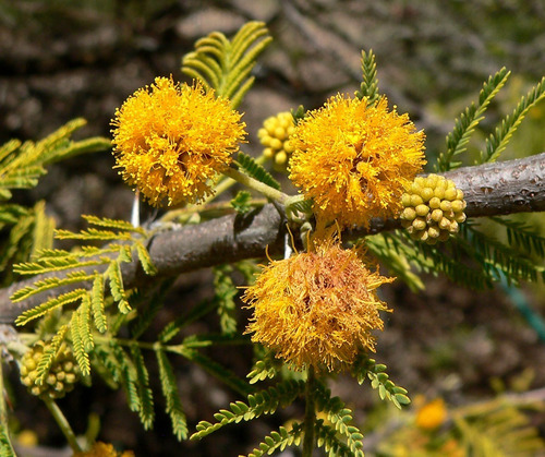 Espino Chileno Grande Arbusto Nativo Ornamental Acacia Caven