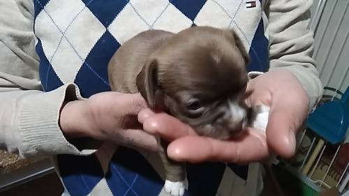Imagen 4 de 4 de Cachorros De Chihuahua