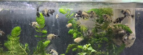 Pez Oscar Astronotus Albino Chico Blanco