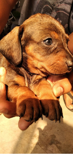 Cachorros Dachshund Hembra, Pelaje Corto