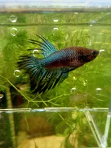 Comprar Peces Betas 