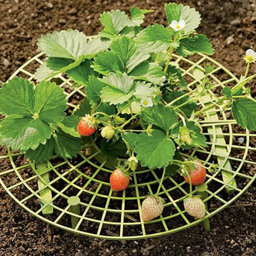 Estante Para Plantar Fresas: Marco De Soporte Para Balcón Y