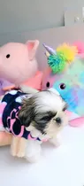 Comprar Cachorros Shitzu Miniatura