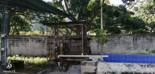 Imagen 20 de 24 de Se Vende Finca En Guayabita Turmero Estado Aragua/yessika Berrios 04249155109
