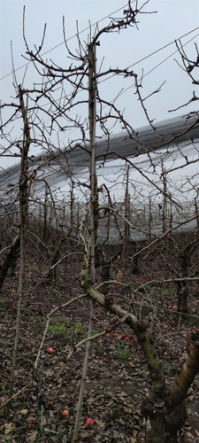 Campo Frutícola En Venta En Linares