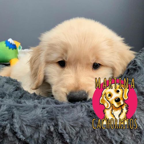 Cachorros Golden Envio Gratis A Caba Y Gba