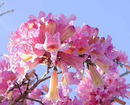 Arbol Lapacho Rosado Planta De 150/180cm Envio Plantacion