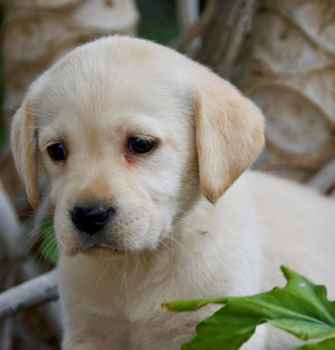 Cachorros Retriever Labrador Vacunados