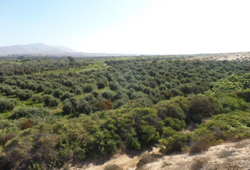 Lotes 55 Y 64, La Cachina