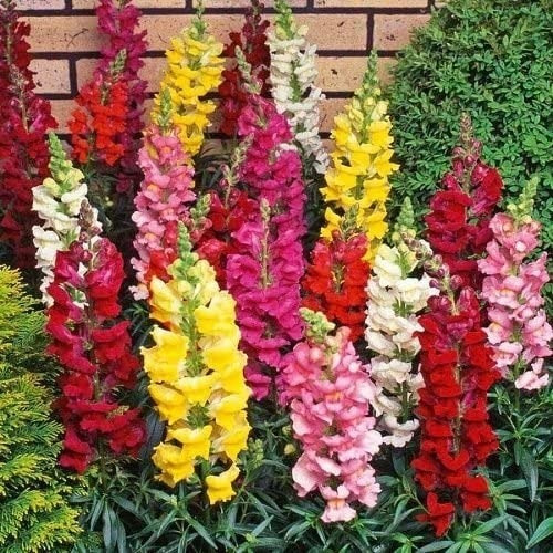 Mix De Semillas De Flores De Conejito
