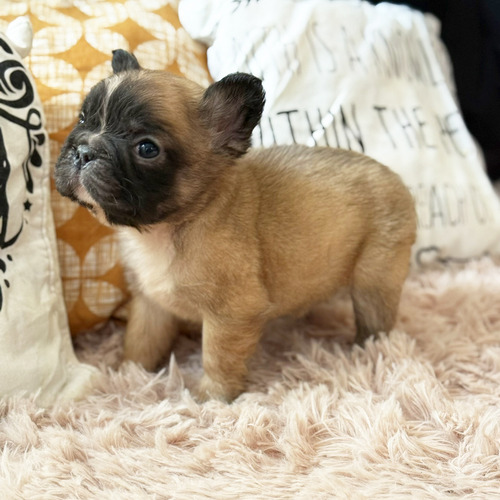 Bella Bulldog Frances Hembrita Fluffy Pelo Largo Con Papeles Fawn