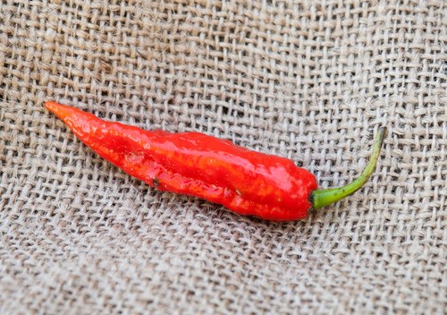 Semillas Aji Ghost Pepper O Ají Fantasma