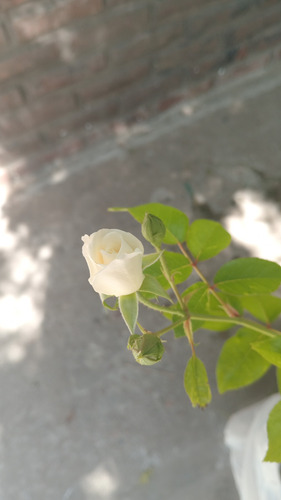 Rosa Iceberg Pie Bajo 1m - Planta Ornamental