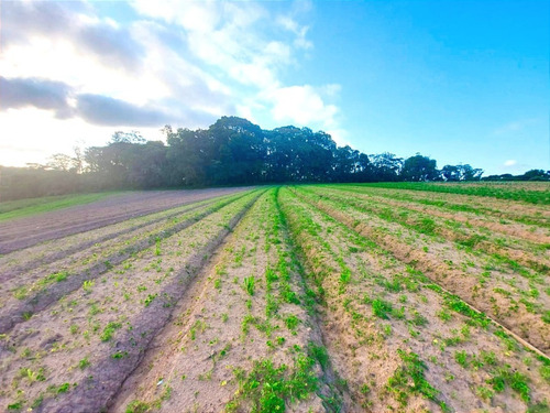 Imagem 12 de 15 de 11o- Vendo Terreno Próximo A Caucaia