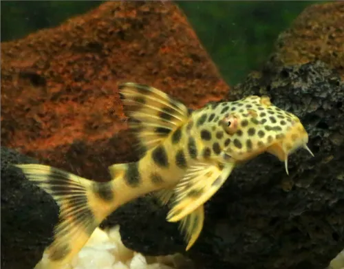 Pez Limpiavidrio Pleco L 124 Ancistomus Sabaji Guacamaya