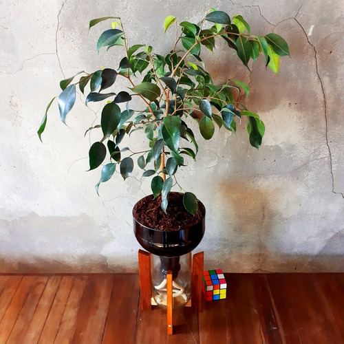Imagen 8 de 10 de Matapalo Little Plant 27 Con Soporte The Little Yisus
