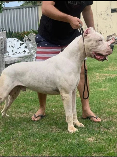 Dogo Argentino 