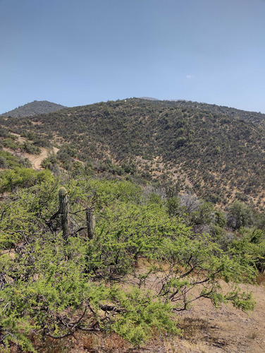 El Arrayan (94131)