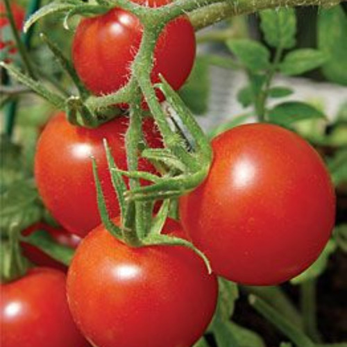 Semillas Tomate Cal Ice