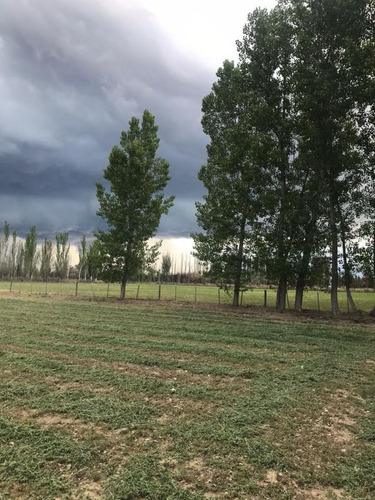 Imagen 4 de 30 de Finca De 62 Ha - General Alvear- Mendoza