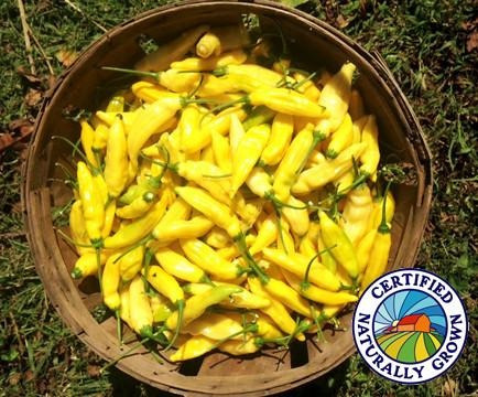 10 Sementes De Pimenta Lemon Drop Pepper Aji Chili Capsicum