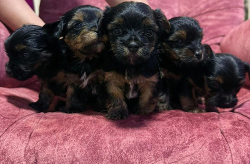 Yorkie Hembra Pura Raza En Bogotá Un Mes De Nacida