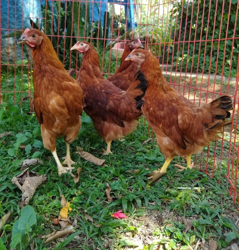 Galinha Rhodia Poedeira (unidade)