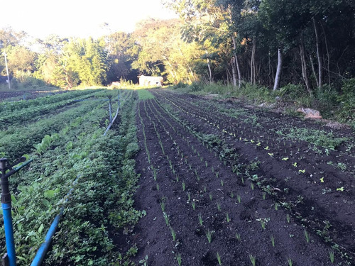 Imagem 4 de 10 de Chácara À Venda, 5000 M² Por R$ 750.000,00 - Jardim São Roque Iii - Foz Do Iguaçu/pr - Ch0007
