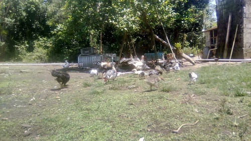 Chácara No Gaivota, Itanhaém De 10000m2, À 9000m Da Rodovia