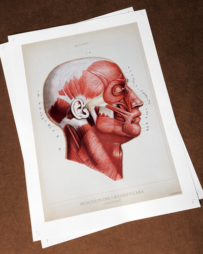 Anatomía Humana 78 Póster Lámina Antiguo Decoración Medicina