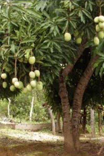 Sítio Em Mar Grande Bahia,