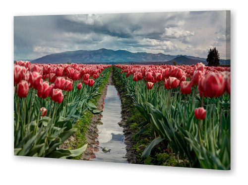 Cuadro 50x75cm Flores Rosa Roja: Romántica Y Delicada P1