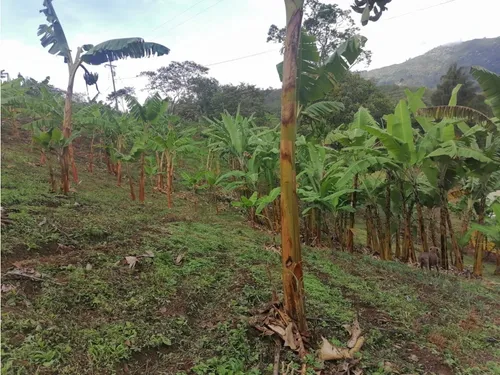 Se Vende Finca En Pijao - Quindío