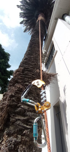 Poda De Arboles, Palmeras, Extracciones De Raiz.