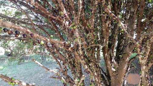 Chácara À Venda Em Chácara Primavera - Ch034315