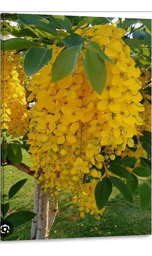 Semillas Yuvia De Oro 1kg Contiene Más De 5mil Semillas