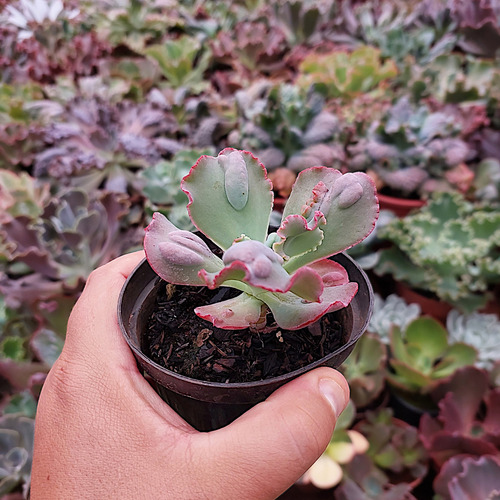 Suculenta Echeveria Gibbiflora Moonstone Legítima