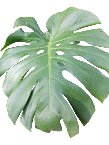 Planta Monstera Deliciosa, Ideal Para Interior De Casa