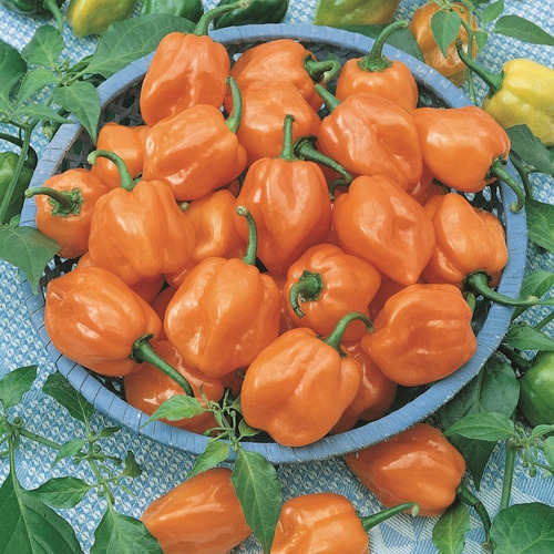 30 Semillas Chile Habanero Orange Naranja Fertiles Autentica