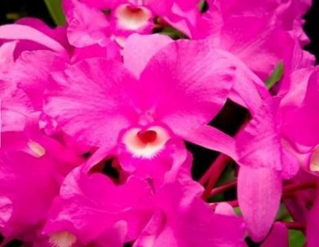 Plantafol 20-20-20 Adubo 1kg P/ Floração De Rosa Do Deserto