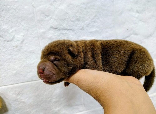 Cachorro Shar Pei,raza Pura,lengua Azul Marrón Claro