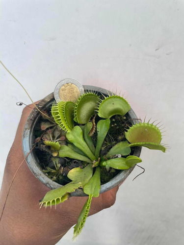 Planta Carnívora Venus Atrapamoscas Adulta Dionaea Muscipula