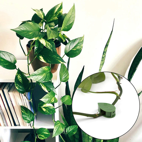 Abrazadera De Pared Autoadhesiva Para Plantas Trepadoras Inv