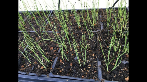 200 Semillas Cebollin Tokio Long Bunching Nuevas