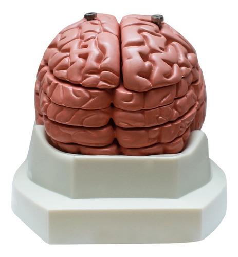Modelo De Anatomia Do Cérebro Com Corte Transversal