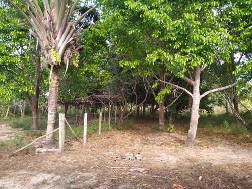 Imagem 3 de 8 de Vendo Terra Produtiva Com Água Corrente