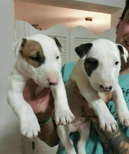 Bull Terrier Excelente Linea Sangre Pedigree Fca