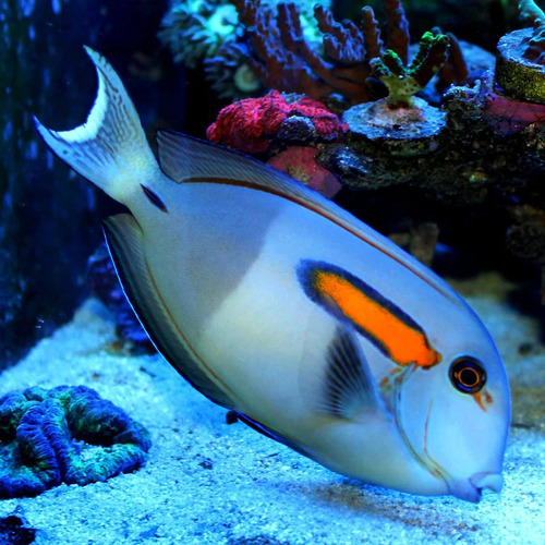 Acanthurus Olivaceus - Pez Marino