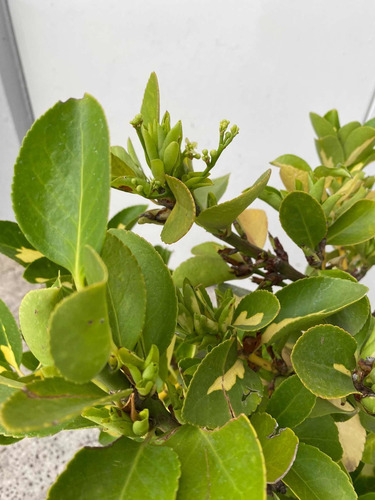 Bonsai De Ebonimus Variegado
