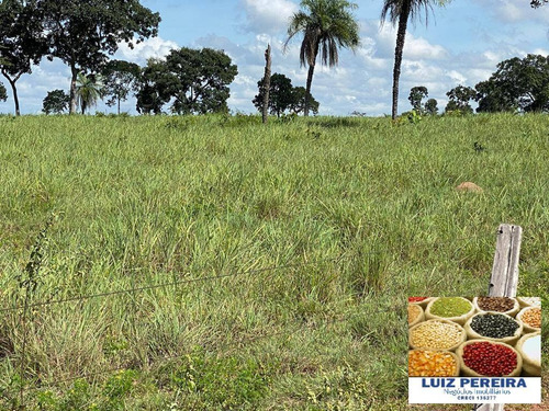 Imagem 13 de 13 de Fazenda A Venda Em Divinópolis - To - De 538 Alqueirões (dupla Aptidão) - 1667